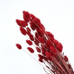 PHALARIS | SECHE | ROUGE