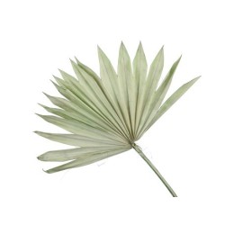 Feuille de Palmier Verte | Décoration Naturelle | Grossiste Fleuriste