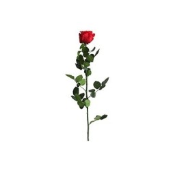 Rose stabilisée sur tige Standard Rouge