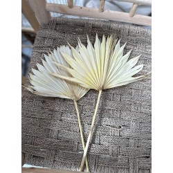 Feuille de Palmier Jaune | Décoration Fleuriste | Grossiste Fleuriste