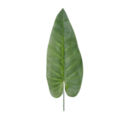 Feuille Anthurium  | Grossiste Fleuristes | Qualité Prix