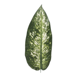 Dieffenbachia | Plantes artificielles  | Vente en Gros