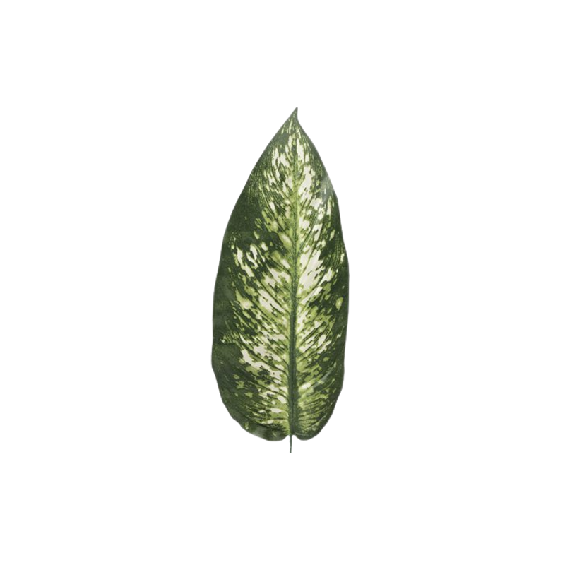 Dieffenbachia | Plantes artificielles  | Vente en Gros