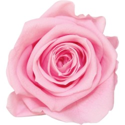 Rose stabilisée Mini Boite de 12 têtes