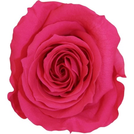 Rose stabilisée Mini Boite de 12 têtes