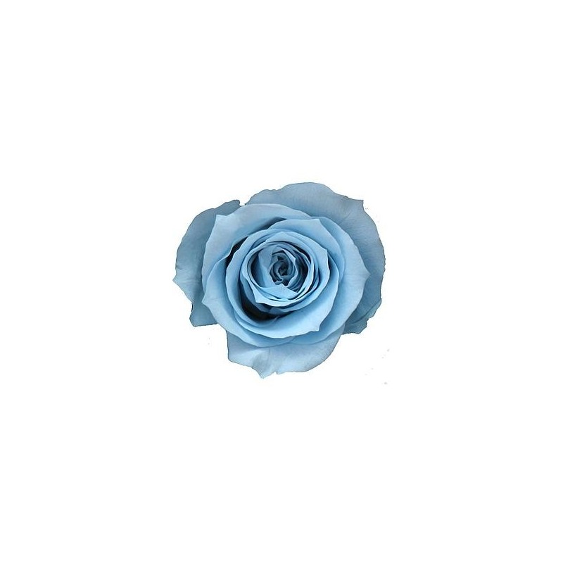 Rose Stabilisée | Grossiste Fleurs Artificielles | Qualité Prix