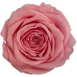 Rose Stabilisée | Grossiste en Fleurs Artificielles | Qualité Prix