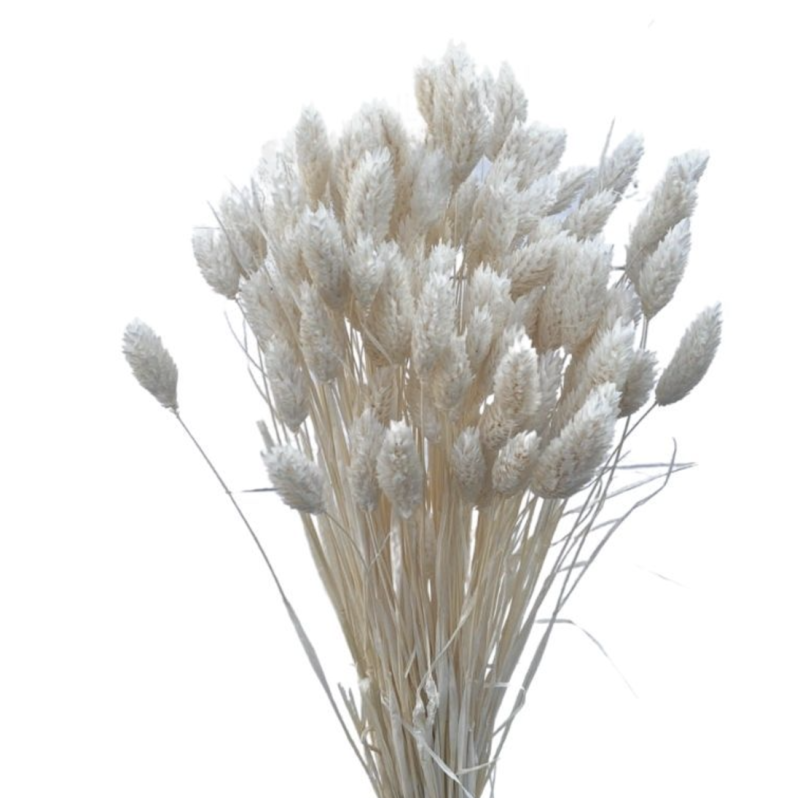 Phalaris séché  | Grossiste Fleuristes | Fleurs Séchées