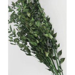 Ruscus séché  | Grossiste Fleurs séchées | Choix et Qualité