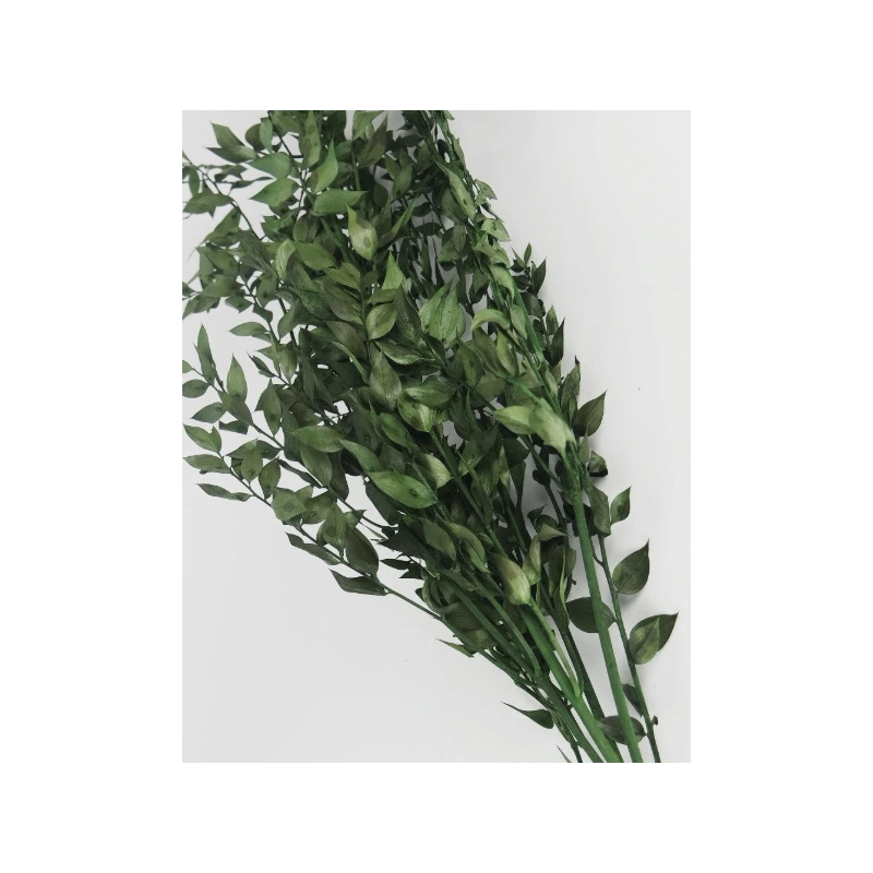 Ruscus séché  | Grossiste Fleurs séchées | Choix et Qualité