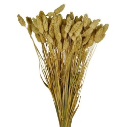 Phalaris séché  | Grossiste Fleuristes | Fleurs Séchées