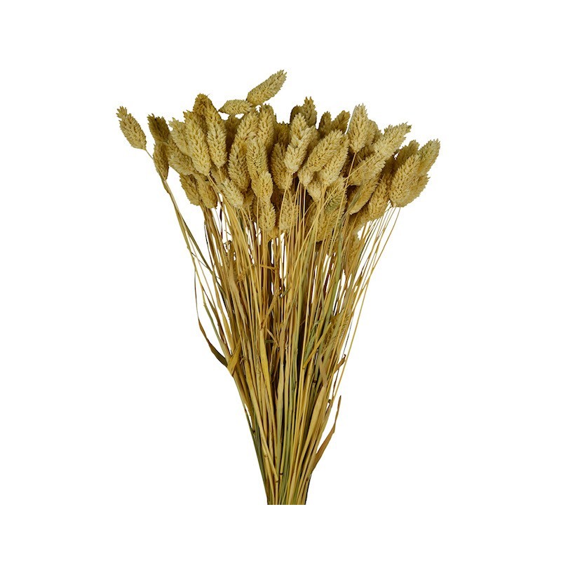 Phalaris séché  | Grossiste Fleuristes | Fleurs Séchées