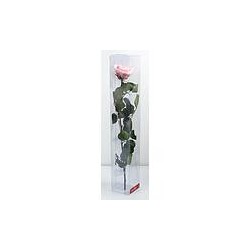 Rose Stabilisée sur tige | Grossiste Fleuristes | Fleurs Artificielles