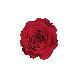 Rose Stabilisée sur tige | Grossiste Fleuristes | Fleurs Artificielles