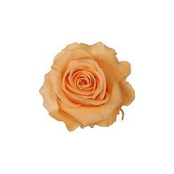 Rose Stabilisée sur tige | Grossiste Fleuristes | Fleurs Artificielles