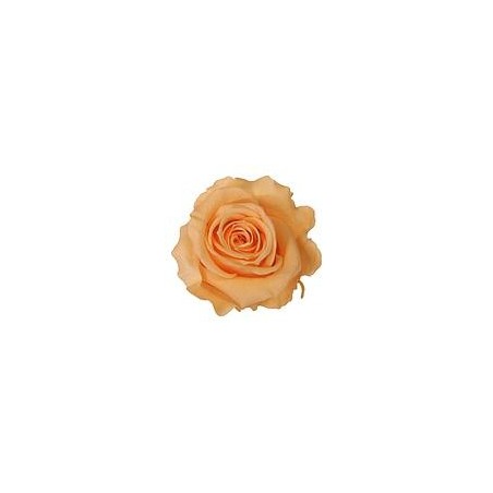 Rose Stabilisée sur tige | Grossiste Fleuristes | Fleurs Artificielles