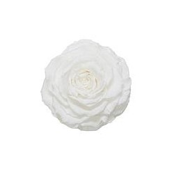 Rose Stabilisée sur tige | Grossiste Fleuristes | Fleurs Artificielles