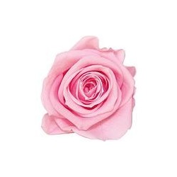 Rose Stabilisée sur tige | Grossiste Fleuristes | Fleurs Artificielles