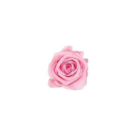 Rose Stabilisée sur tige | Grossiste Fleuristes | Fleurs Artificielles