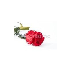 Rose Stabilisée sur tige | Grossiste Fleuristes | Fleurs Artificielles