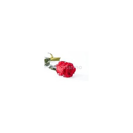 Rose Stabilisée sur tige | Grossiste Fleuristes | Fleurs Artificielles