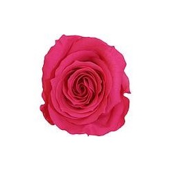 Rose Stabilisée sur tige | Grossiste Fleuristes | Fleurs Artificielles