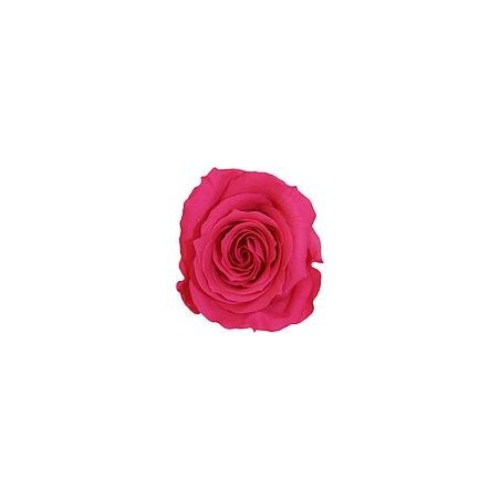 Rose Stabilisée sur tige | Grossiste Fleuristes | Fleurs Artificielles