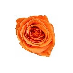 Rose Stabilisée sur tige | Grossiste Fleuristes | Fleurs Artificielles