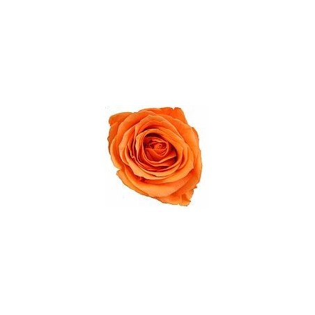 Rose Stabilisée sur tige | Grossiste Fleuristes | Fleurs Artificielles