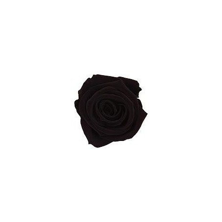 Rose Stabilisée sur tige | Grossiste Fleuristes | Fleurs Artificielles