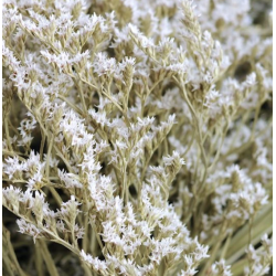 Statice séché  | Grossiste Fleuristes | Fleurs séchées