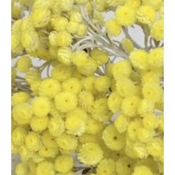 Immortelle séchée  | Grossiste Fleuristes | Fleurs séchées