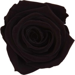 Rose stabilisée noire : Grossiste Artiflor