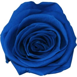 Rose stabilisée bleu foncé X6 : Grossiste Artiflor