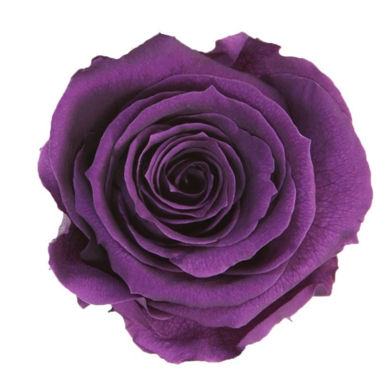 Tête de rose stabilisée violette Extra X6 : Grossiste Artiflor