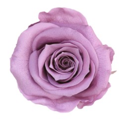 Tête de rose stabilisée couleur lavande (mauve) x6 : Grossiste Artiflor