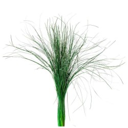 Beargrass stabilisé vert 40-60 cm : Grossiste Artiflor