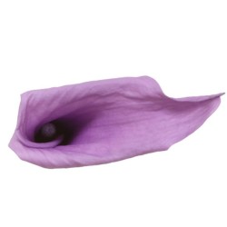 Fleur Calla Végétal Stabilisé Lilas : Grossiste Artiflor