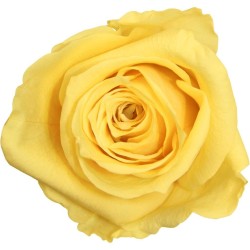 Rose stabilisée Extra Boite de 6 têtes Jaune