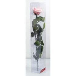 Rose stabilisée Rose sur Tige Qualité Premium  : Grossiste Artiflor