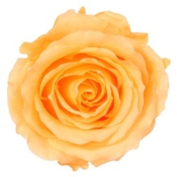 Rose stabilisée couleur pêche X6 : Grossiste Artiflor