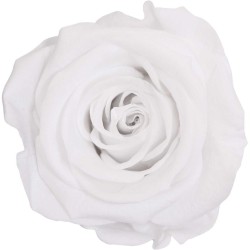 Mini tête de rose stabilisée Blanche X16