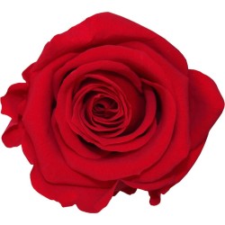 Rose stabilisée XXS  Boite de 16 têtes Rouge