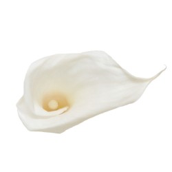 Calla Végétal Stabilisé Blanc x5 mini têtes