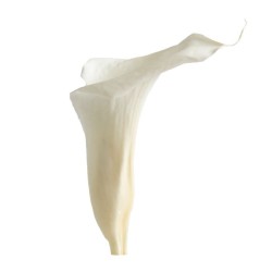 Calla Végétal Stabilisé Blanc x5 mini têtes