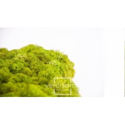 Lichen stabilisé vert Clair 500g : Grossiste Artiflor