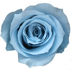 Rose stabilisée bleu pale sur tige : Grossiste Artiflor