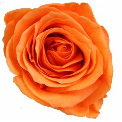 Rose stabilisée Orange sur tige : Grossiste Artiflor