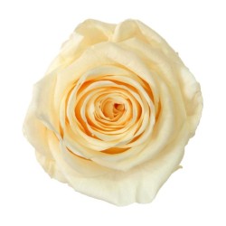 Rose stabilisée couleur champagne / crème x6 : Grossiste Artiflor