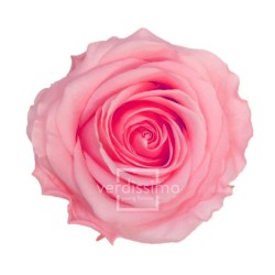 Tête de rose stabilisée Rose Pastel Qualité Premium x4